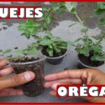 Cómo se enraízan los esquejes de orégano de forma exitosa