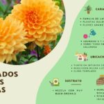 Cómo se fertilizan las dalias de forma adecuada