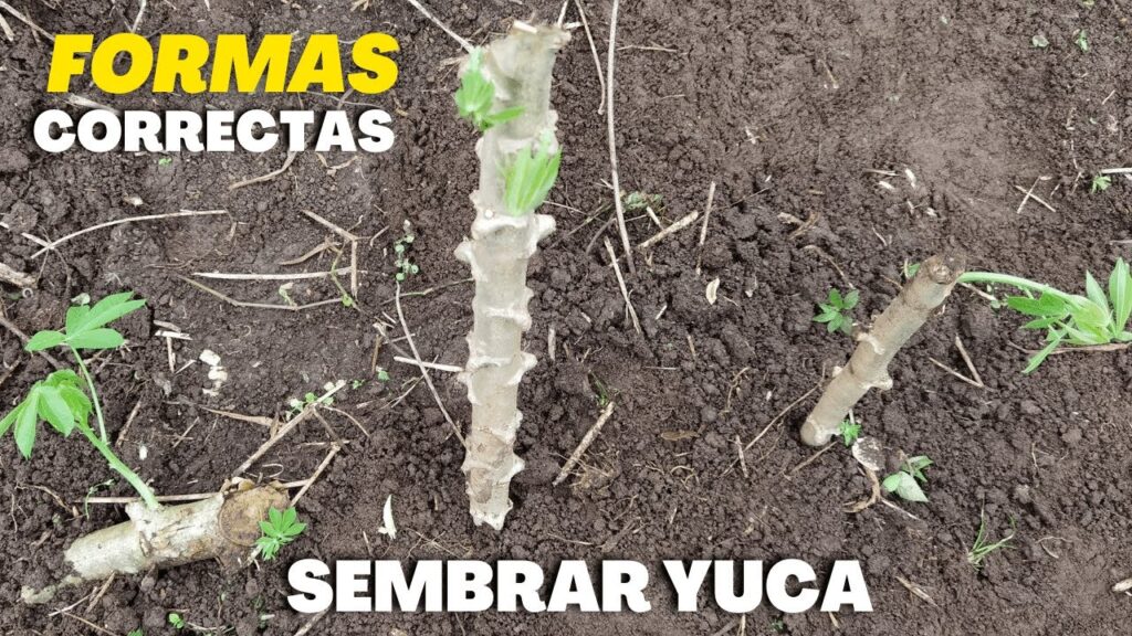 Cómo se hace para replantar una Yucca de forma adecuada