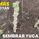 Cómo se hace para replantar una Yucca de forma adecuada