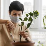 Cómo se lleva a cabo el control y cuidado de la planta Hesperus