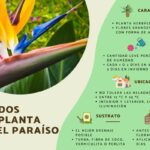 Cómo se lleva a cabo el trasplante de una planta de ave del paraíso