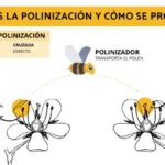 Cómo se lleva a cabo la polinización en la vid