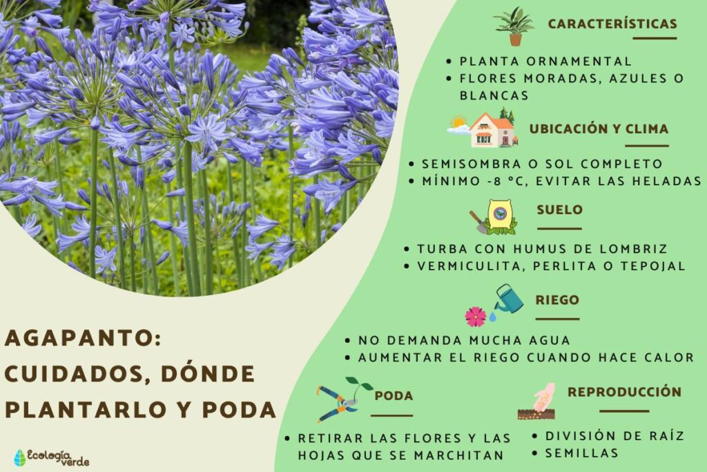 Cómo se multiplican las plantas de agapanthus