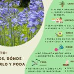 Cómo se multiplican las plantas de agapanthus