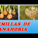 Cómo se obtienen y cosechan las semillas de zanahoria