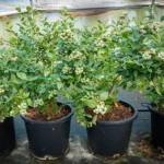 Cómo se planta y cuida arándanos rastreros en casa