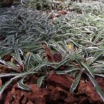 Cómo se planta y cuida la Dymondia Silver Carpet