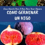 Cómo se plantan las semillas de higo correctamente
