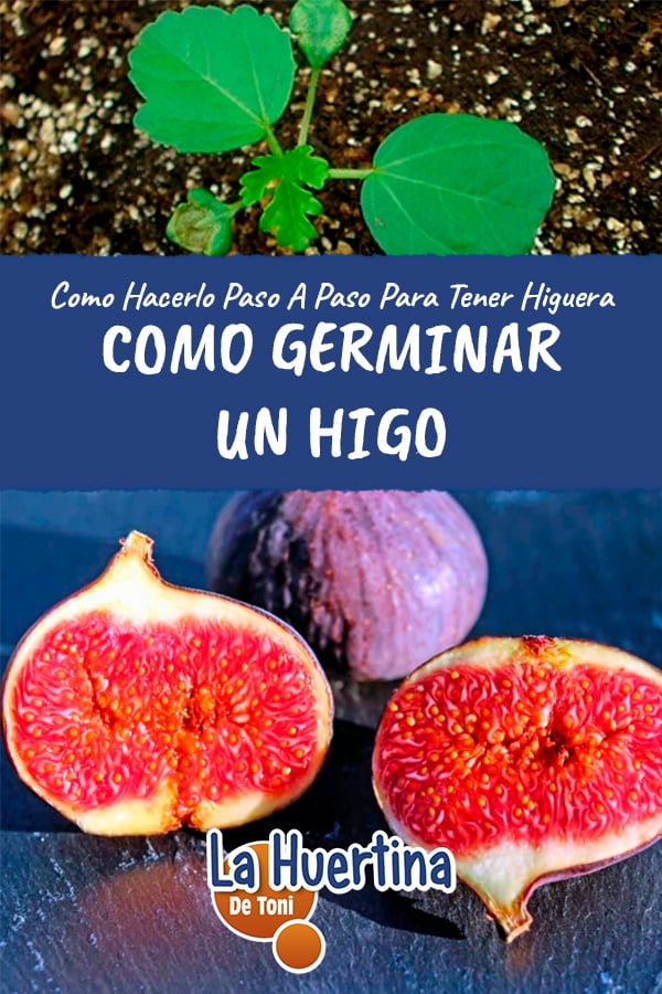 Cómo se plantan las semillas de higo correctamente