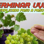 Cómo se plantan semillas de jacinto de uvas correctamente