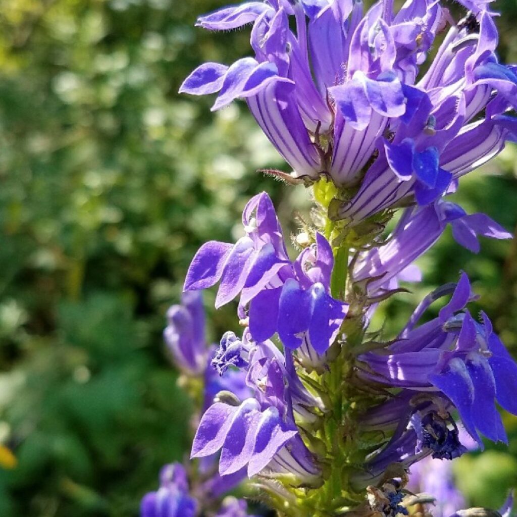 Cómo se poda adecuadamente la lobelia para mantenerla sana y bonita