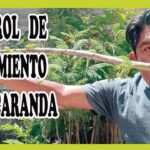 Cómo se poda un jacarandá para controlar su tamaño