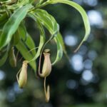 Cómo se poda una planta de jarra de forma adecuada