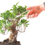 Cómo se poda y cultiva un bonsái Ginseng Ficus