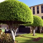 Cómo se podan de forma adecuada los árboles ficus