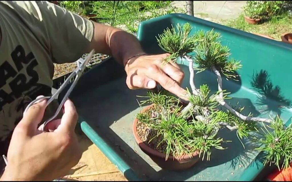 Cómo se podan de forma correcta los Pinos Mugo
