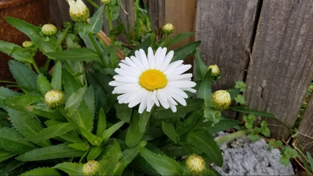 Cómo se podan las margaritas Shasta para mantenerlas saludables