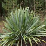 Cómo se podan las plantas de lino de Nueva Zelanda