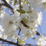 Cómo se polinizan los cerezos para producir frutas