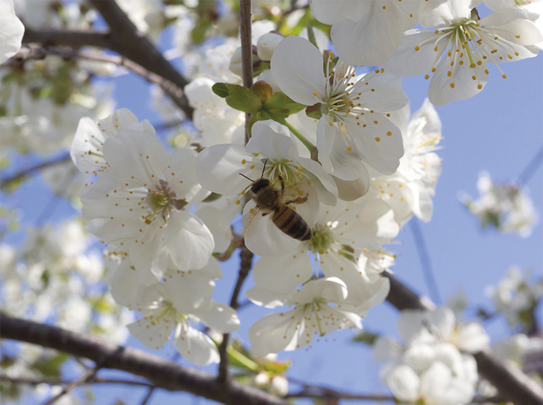 Cómo se polinizan los cerezos para producir frutas