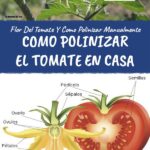 Cómo se polinizan los tomates a mano de forma exitosa