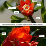 Cómo se produce la polinización en las flores de los Granados
