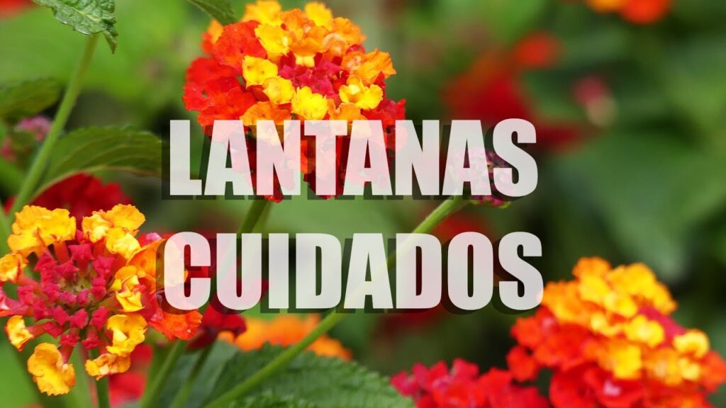 Cómo se propaga la lantana de manera sencilla en casa