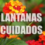 Cómo se propaga la lantana de manera sencilla en casa