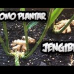 Cómo se propaga y cultiva el jengibre azul en el hogar