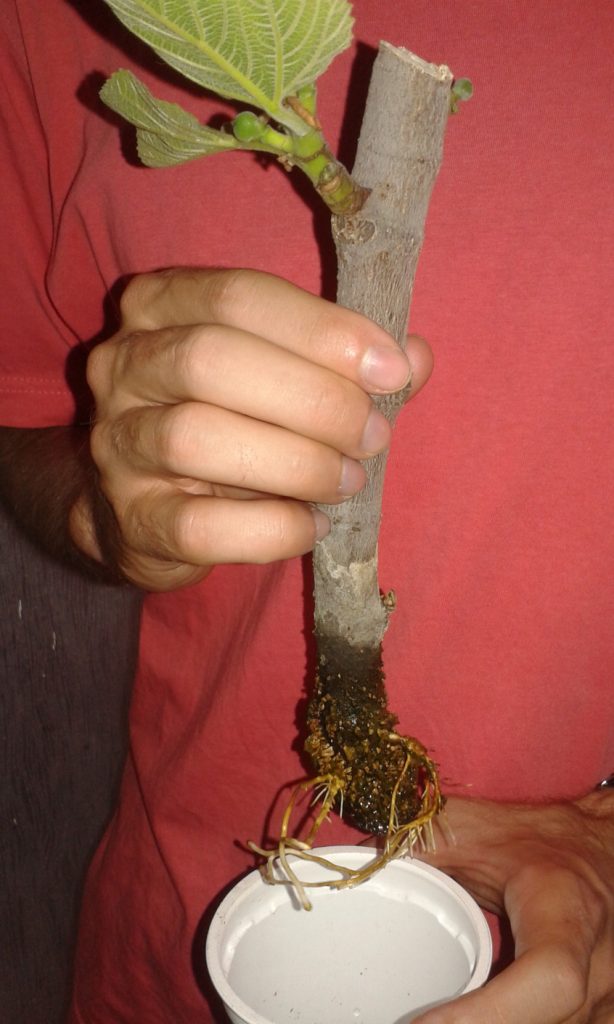 Cómo se propagan las higueras a través de esquejes