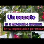 Cómo se propagan las Mandevillas: por esquejes o semillas