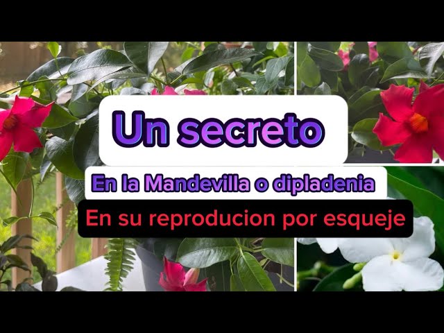 Cómo se propagan las Mandevillas: por esquejes o semillas