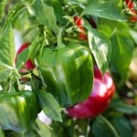 Cómo se propagan las plantas de pimiento de forma efectiva