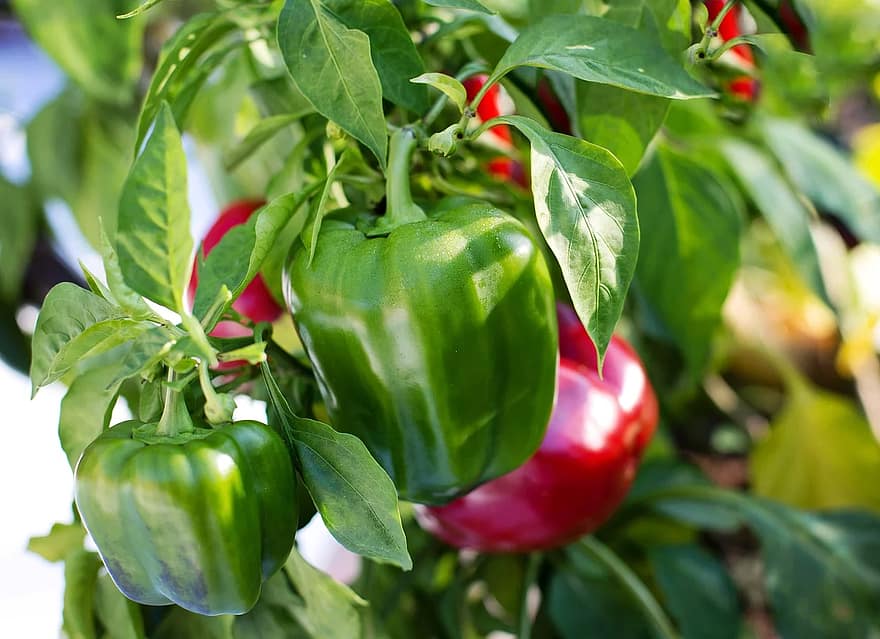 Cómo se propagan las plantas de pimiento de forma efectiva