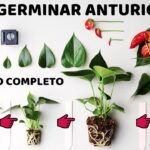 Cómo se propagan los antirrinos en la naturaleza
