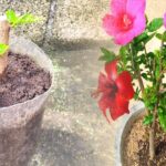 Cómo se propagan los Hibiscos a través de esquejes