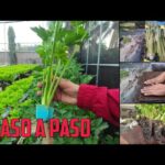 Cómo se puede blanquear el apio en el jardín de forma natural