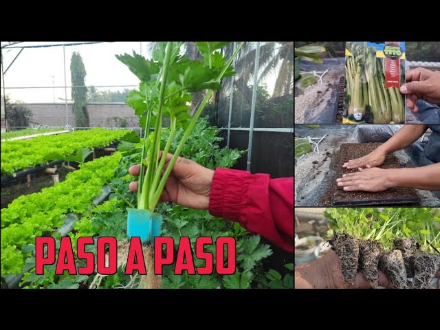 Cómo se puede blanquear el apio en el jardín de forma natural