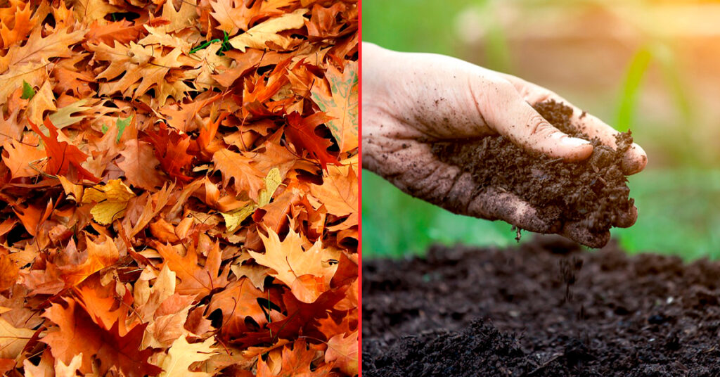 Cómo se puede compostar hojas de ruibarbo de manera adecuada