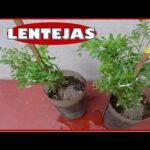 Cómo se puede cosechar lentejas de forma eficiente en casa