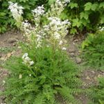 Cómo se puede cuidar adecuadamente la planta de dropwort