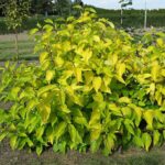 Cómo se puede cuidar adecuadamente los arbustos de Cornus