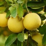 Cómo se puede cuidar un árbol de pomelo de forma adecuada