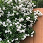 Cómo se puede cuidar un Viburno (Guelder Rose Plant)