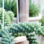 Cómo se puede cuidar y cultivar adecuadamente el Burro’s Tail