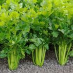 Cómo se puede cultivar apio en casa como planta de hierbas