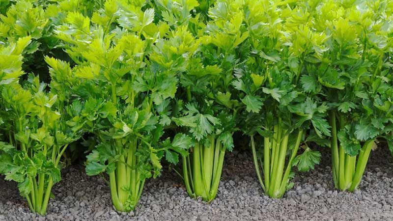 Cómo se puede cultivar apio en casa como planta de hierbas