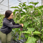 Cómo se puede cultivar berenjenas asiáticas en el jardín