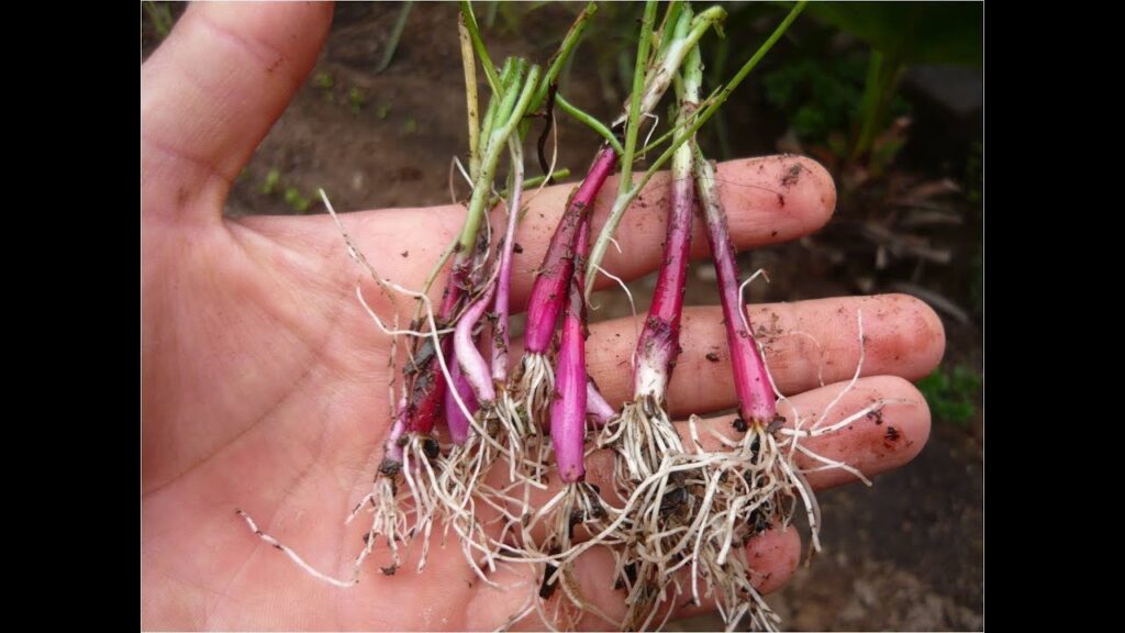 Cómo se puede cultivar cebollas rojas en casa de forma sencilla